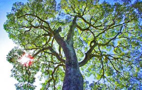 Copaiba Balsam