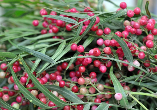 Pink Peppercorn Essential Oil