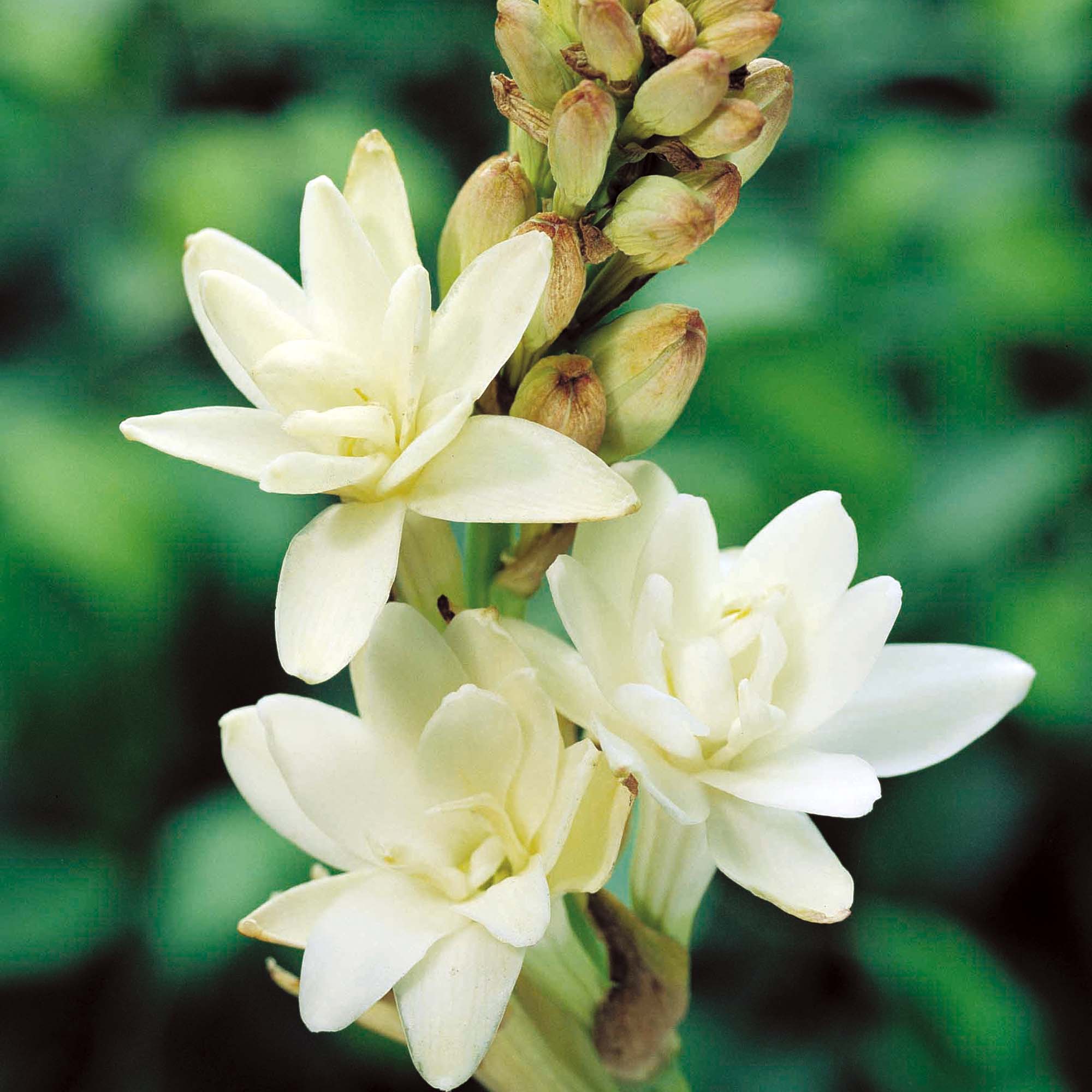 We provide pure Tuberose oil online at great prices