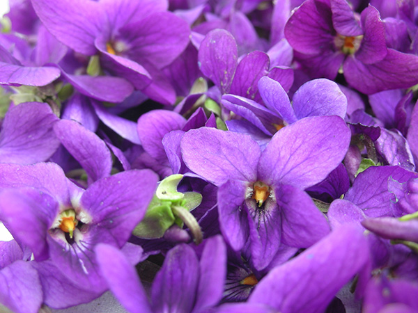 15ml (1/2oz) Violet Flower Absolute Essential Oil (Viola Odorata) - 100%  Pure Undiluted Uncut