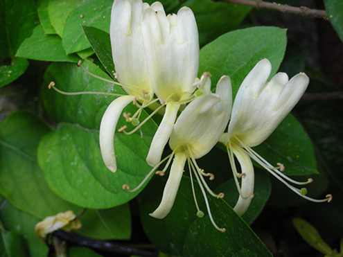 PURE HONEYSUCKLE ESSENTIAL OIL Lonicera caprifolium NATURAL