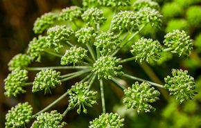 Angelica CO2