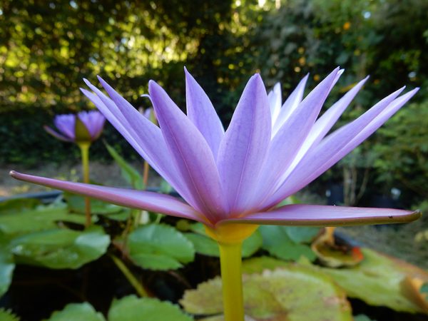 Blue Lotus Absolute