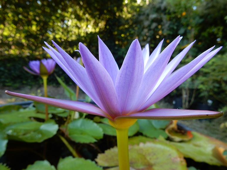 https://hermitageoils.com/wp-content/uploads/2015/10/Blue-Lotus-Flower-no1.jpg