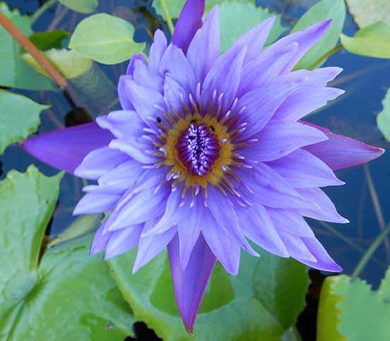 Try Me Set I Blaue Lotus Blume, Nymphaea caerulea, Blue lotus