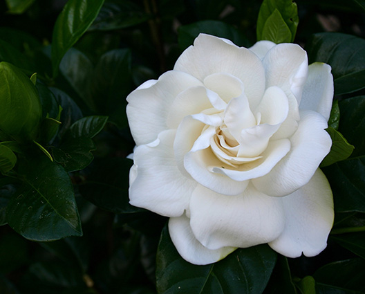 Gardenia absolute white floral perfection from 