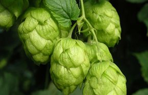 Hop CO2 (SELECT)