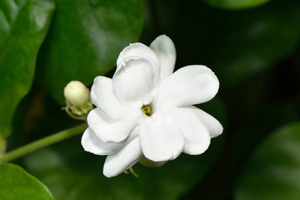 Jasmine Sambac Absolute for natural perfumery from hermitageoils.com