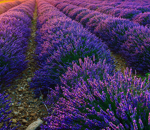 Lavender (Bulgarian) – SoBotanical