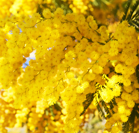 Mimosa Olessence Flowers