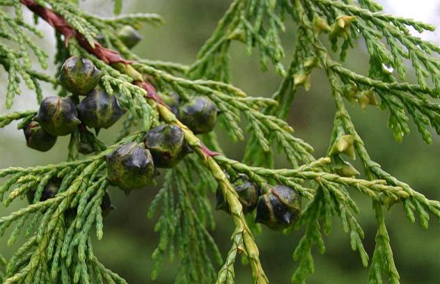 nootka tree essential oil benefits