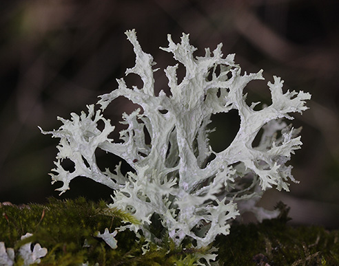 Oakmoss Absolute for natural perfumery from