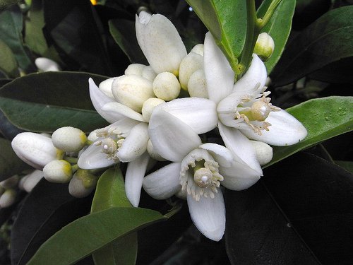 Orange Blossom Absolute 10% (Neroli)