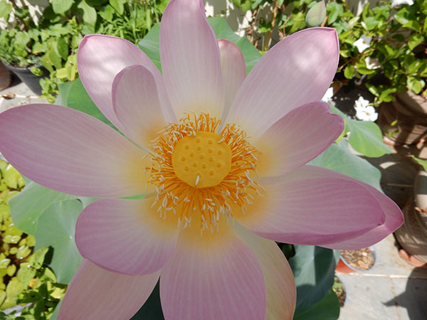 Pink Lotus Absolute for natural perfumery from