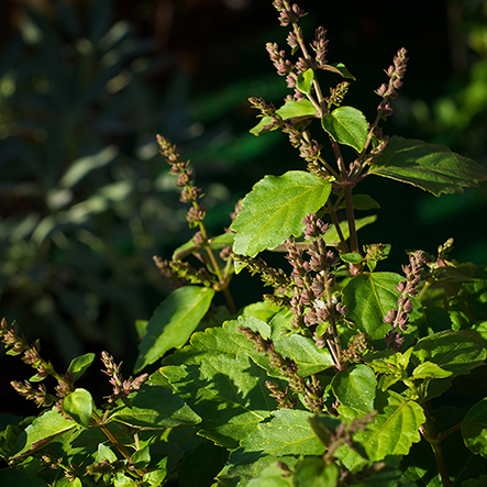 Patchouli store essential oil