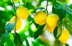 Petitgrain Citronnier Essential Oil (Season 2025 )