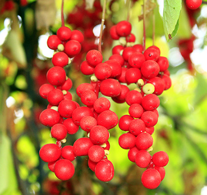 Résultat de recherche d'images pour "schisandra chinensis"