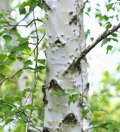 Birch essential store oil