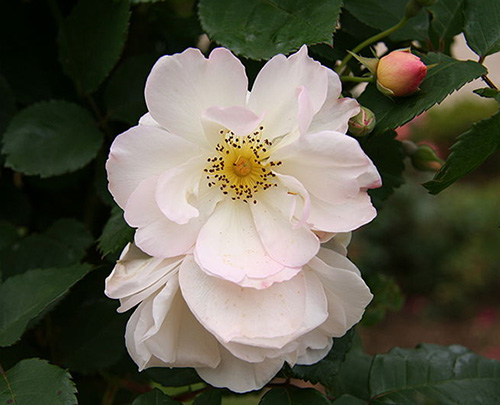 rose alba