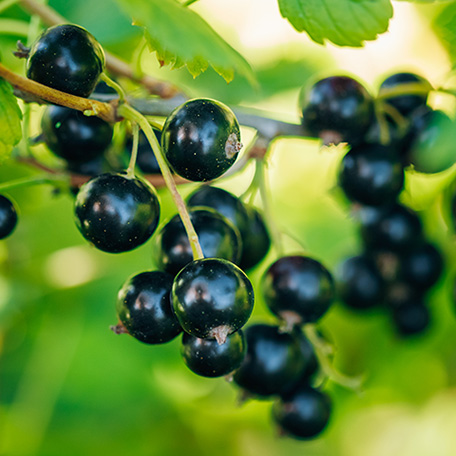 Blackcurrant Liquid 100% - Hermitage Essential Oils