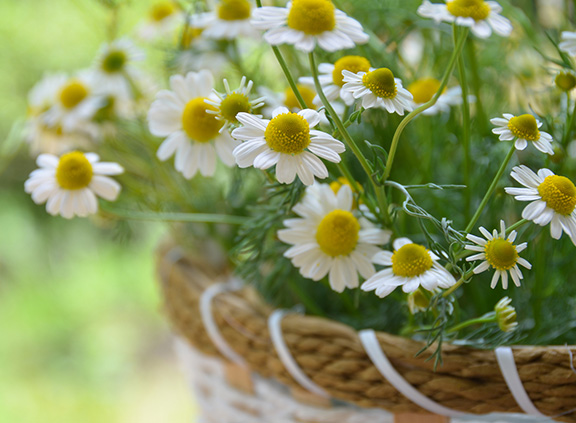 Chamomile Absolute