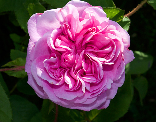 Rose de Mai Absolute for natural perfumery from