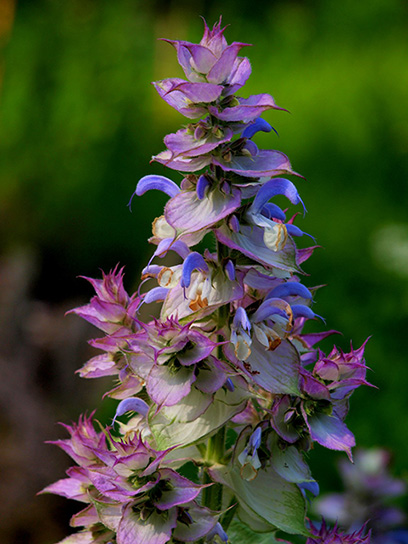 French Clary Sage Absolute