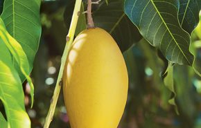 Mango Leaf Absolute