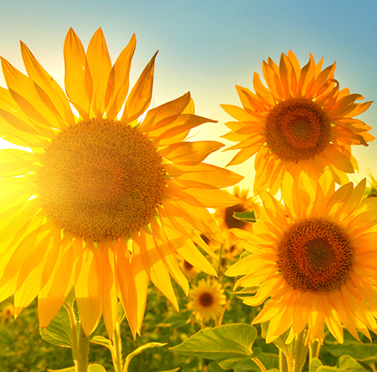 Sunflower Usernames
