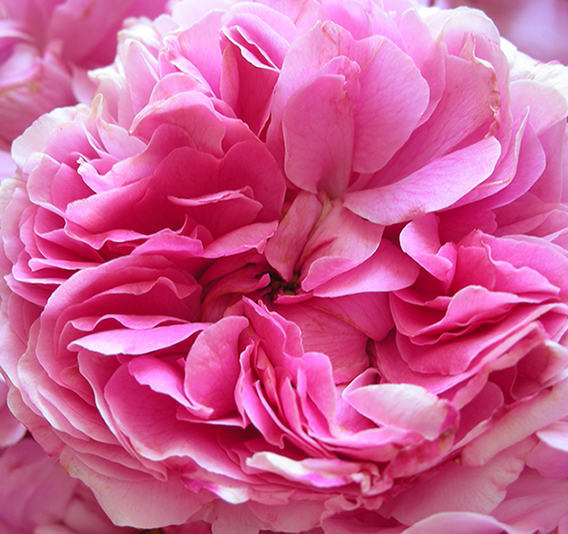 Rose Absolute Pink Supreme