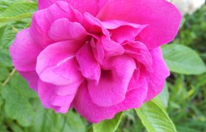 Japanese Rose Otto