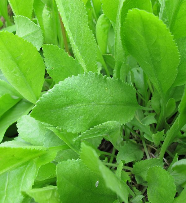 costmary essential oil