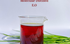 Papuan Red Vetiver