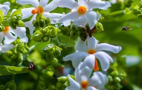 Nyctanthes arbor-tristis CO2