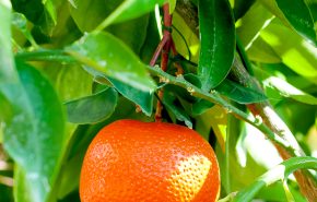 Clementine Super Concentrate E.O 5 Fold (Season 2025)