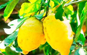 Lemon 10-Fold Super Concentrate E.O (Season 2025)