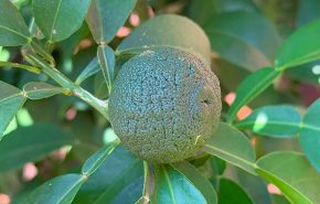 Yuzu-Cold-Pressed-Essential-Oil