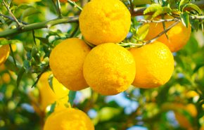 Yuzu Essential Oil Distilled