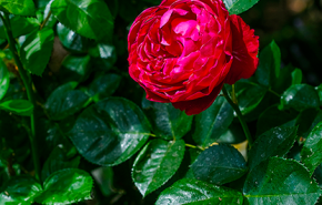 Italian Red Rose Absolute Signature Gold