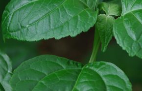 Green Patchouli Absolute