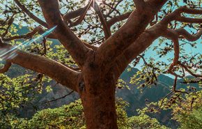 Linaloe Wood Essential Oil
