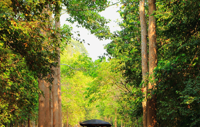 Kampot Wild Cambodian Oud SG 2022