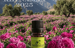 Persian Rose Otto Khenaman 2025