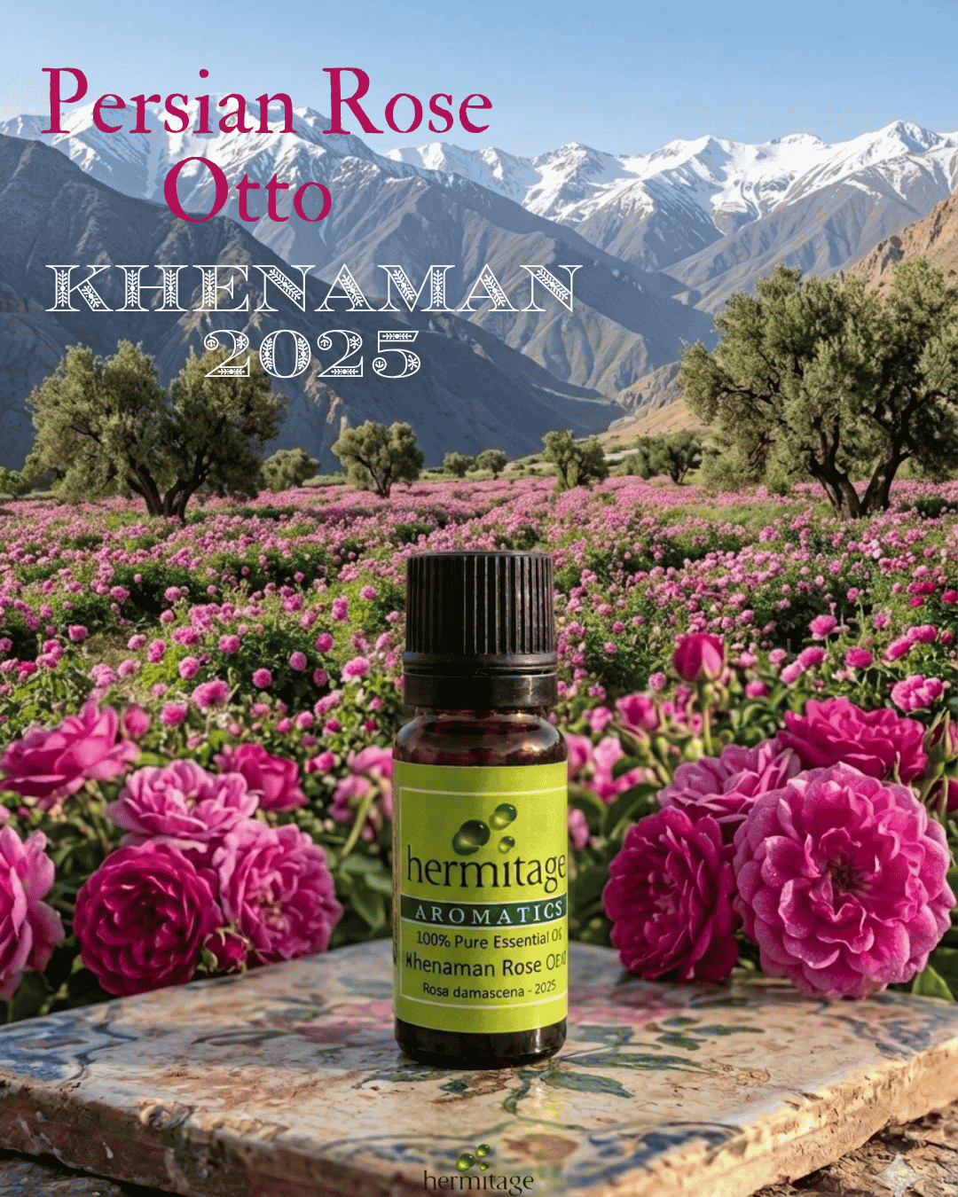 Persian rose otto Khenaman 2025