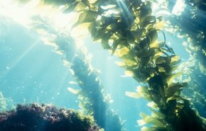 Wakame Seaweed Absolute