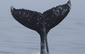 Orcanox